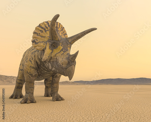 triceratops in the desert on the afternoon with copy space