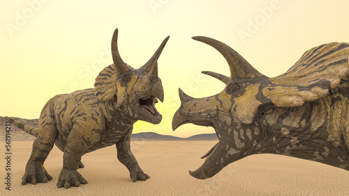 triceratops are facing each other before the fighting in the desert close up view © DM7