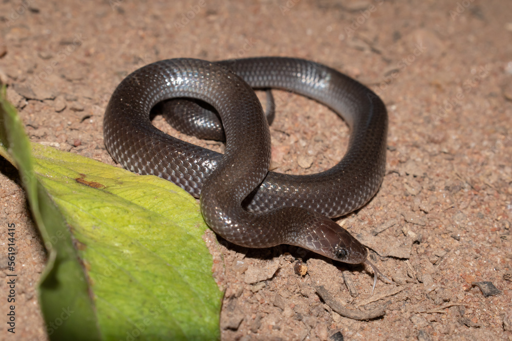 Common Wolf Snake (Lycophidion capense) Common Wolf Snake (Lycophidion capense)