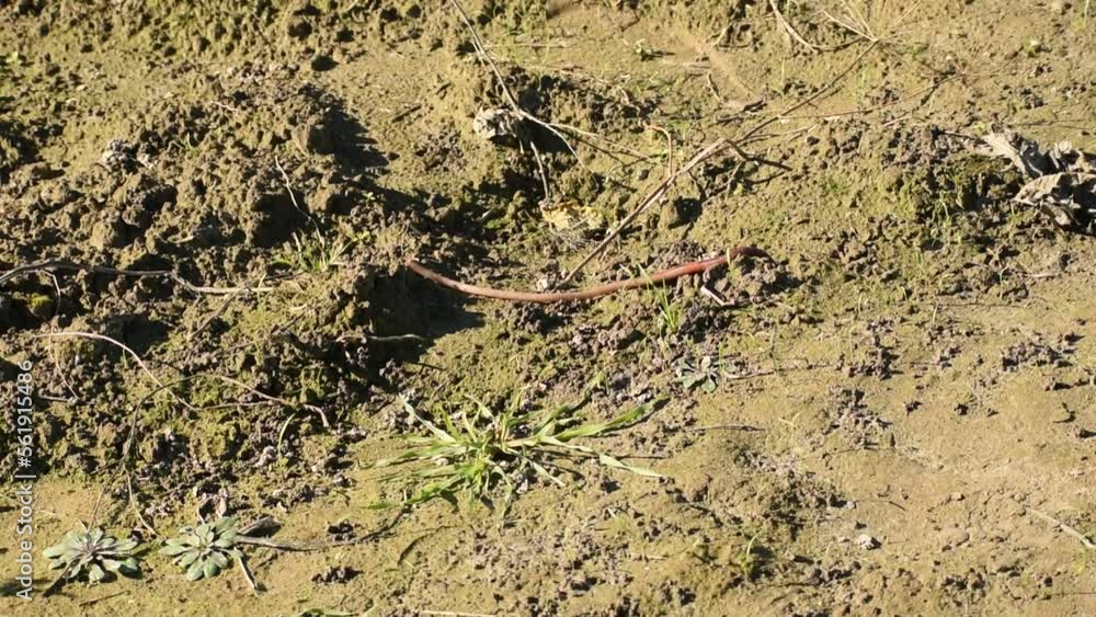 A ringed worm, large in size, crawls along the ground of the garden. A ringed worm, large in size, crawls along the ground of the garden.