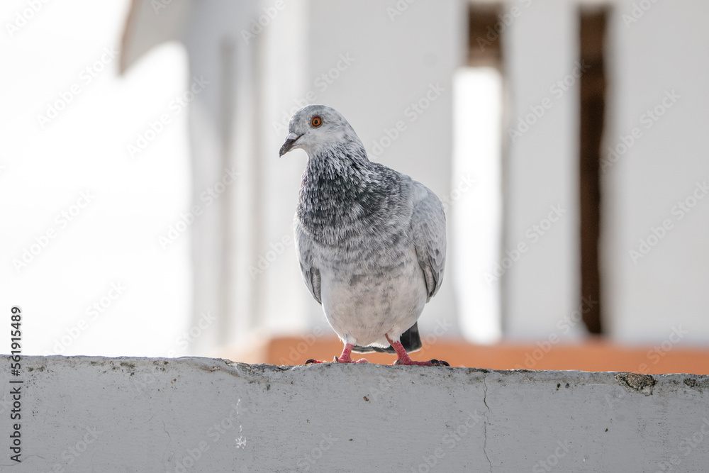 pigeon dove portraits close-up view pigeon dove portraits close-up view