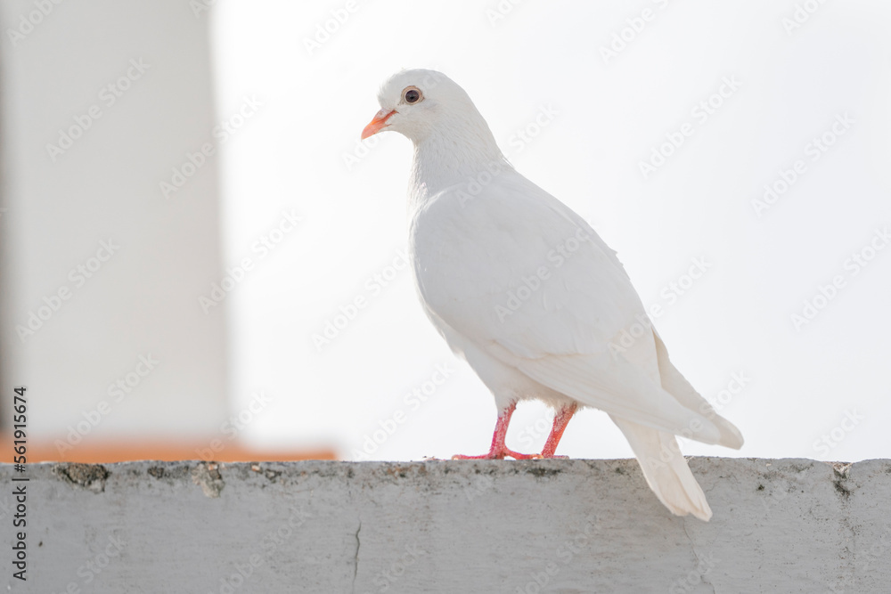 White pigeon dove on a clean white background White pigeon dove on a clean white background