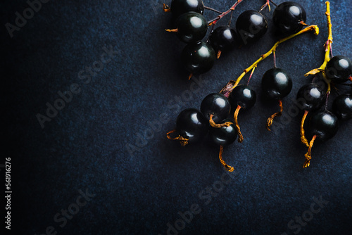 Black currant on a dark blue background