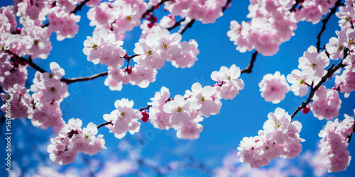 Blooming cherry tree with blue sky in background. Generative AI