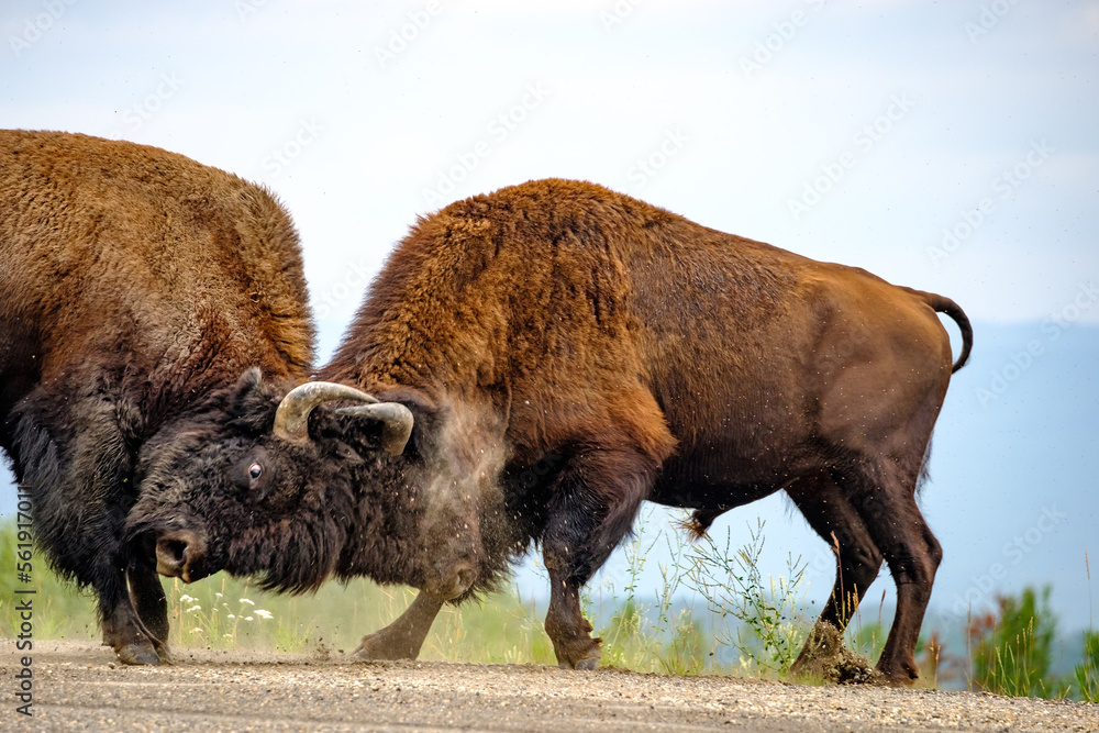 Bull Bison for a mate in Central Alaska during the summer