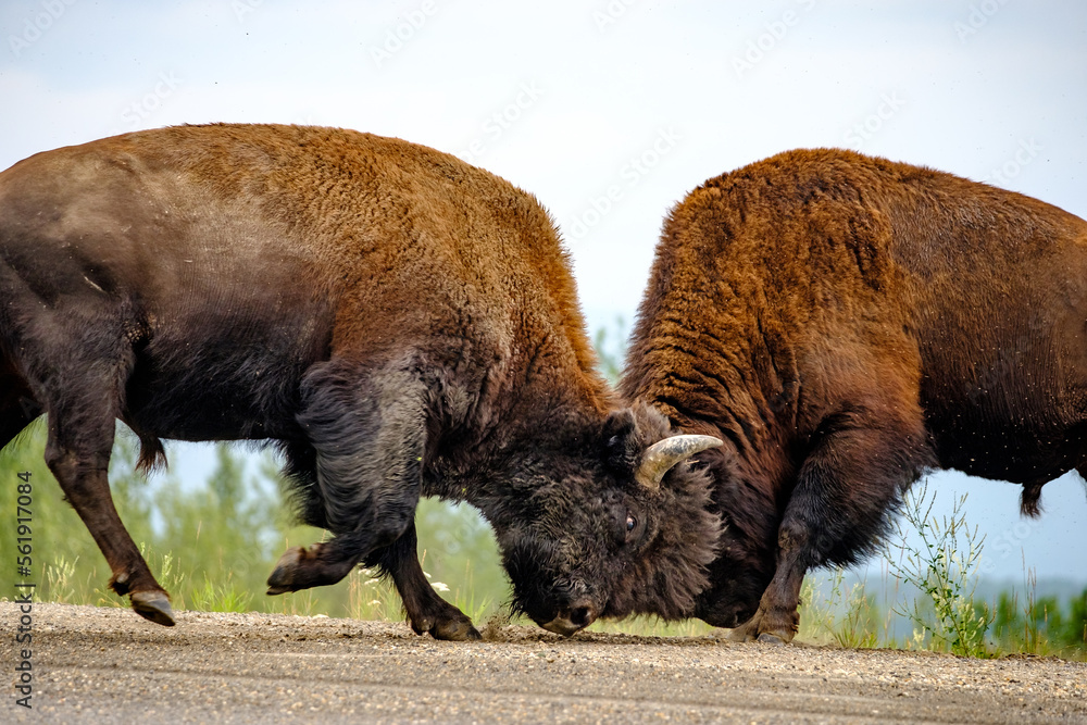 Fototapeta premium Bull Bison for a mate in Central Alaska during the summer