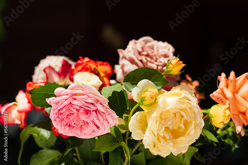 summer roses on the black background