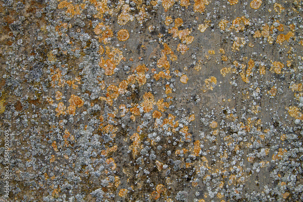Concrete wall covered by lichens Concrete wall covered by lichens