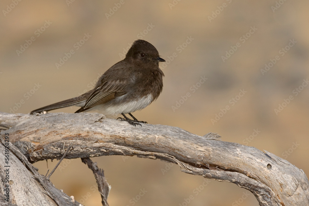Fototapeta premium Black Phoebe