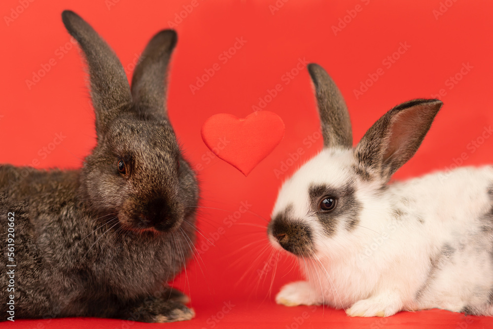 Fototapeta premium rabbit on red background. two couple of bunnies with heart. Bunny on Valentine's day. Love concept animal pet. declaration of love.