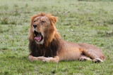 Portrait of a yawning lion with dark mane, closeup