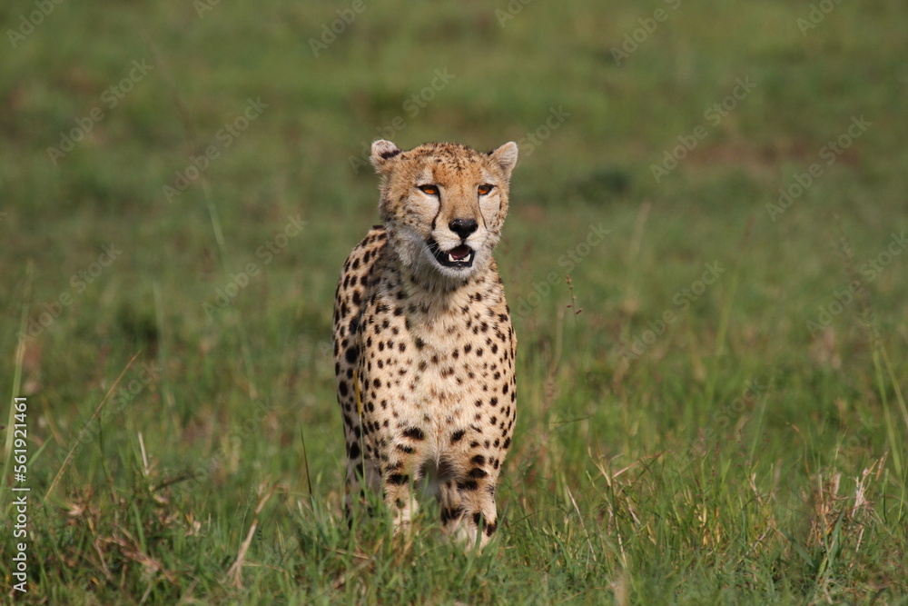 Fototapeta premium Cheetah walking through high greeb grass looking into camera