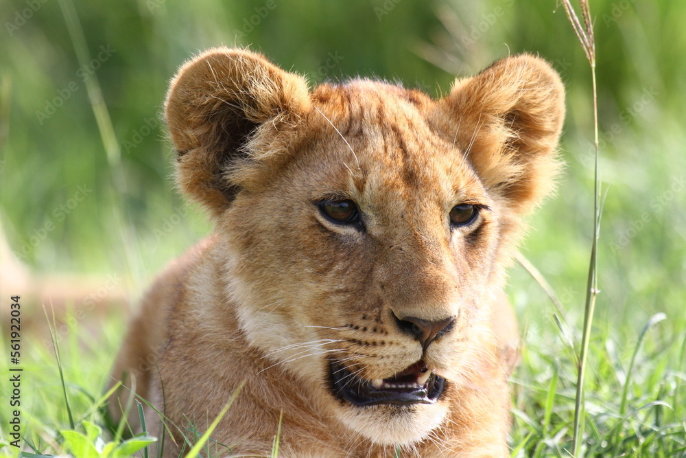 Portrait of a cute lion cub looking into camera Portrait of a cute lion cub looking into camera