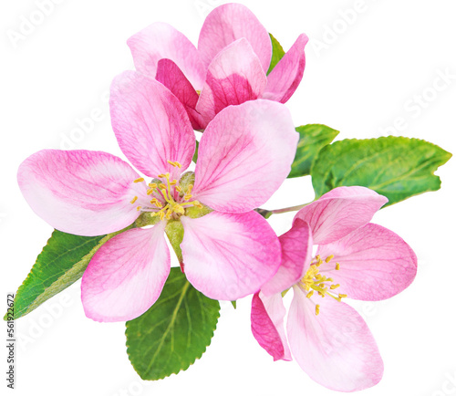 фотографія PNG Apple tree blossom with green leaves isolated