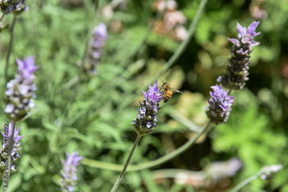 Bee on a flower Bee on a flower