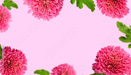 Floral background with pink chrysanthemums with copy space. Greeting card.
