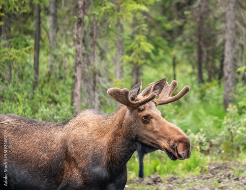 A young bull moose with velvet covered antlers munches on lichen and grasses in a wooden meadow in Alaska © Jorge Moro