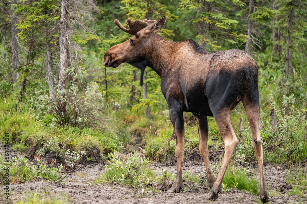 A young bull moose with velvet covered antlers munches on lichen and grasses in a wooden meadow in Alaska A young bull moose with velvet covered antlers munches on lichen and grasses in a wooden meadow in Alaska