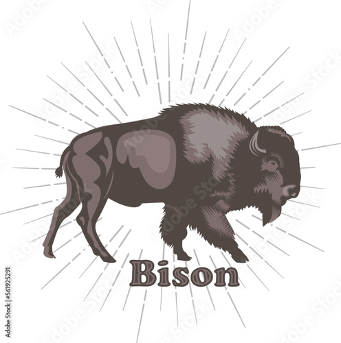 Buffalo - American Bison. Retro style illustration