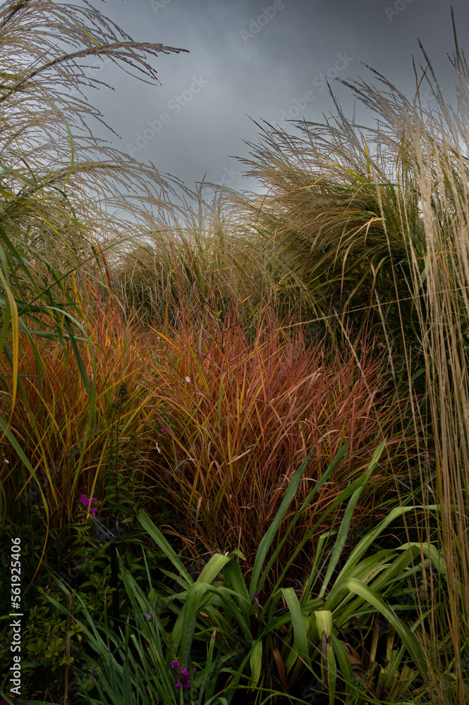 Fototapeta premium Colorful grasses