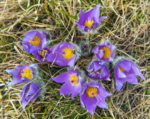 greater pasque flower pasqueflower pulsatilla grandis