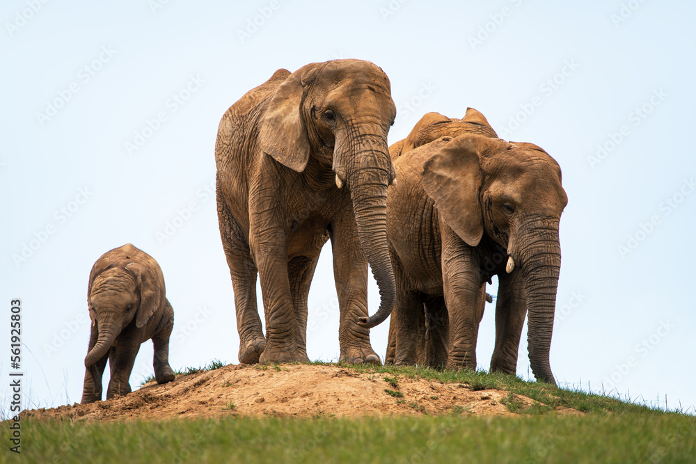 Obraz premium Elephants herd, elephant family, two female and baby