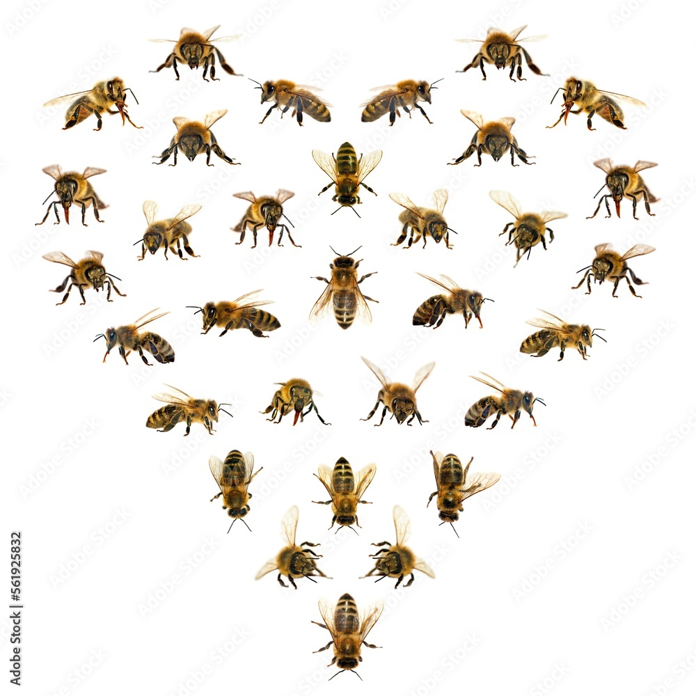 heart from bees, set of bee or honeybee Apis Mellifera