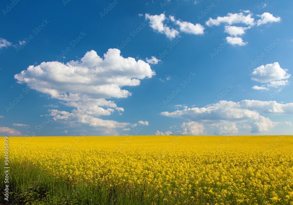 Rapeseed, canola or colza field in Latin Brassica Napus