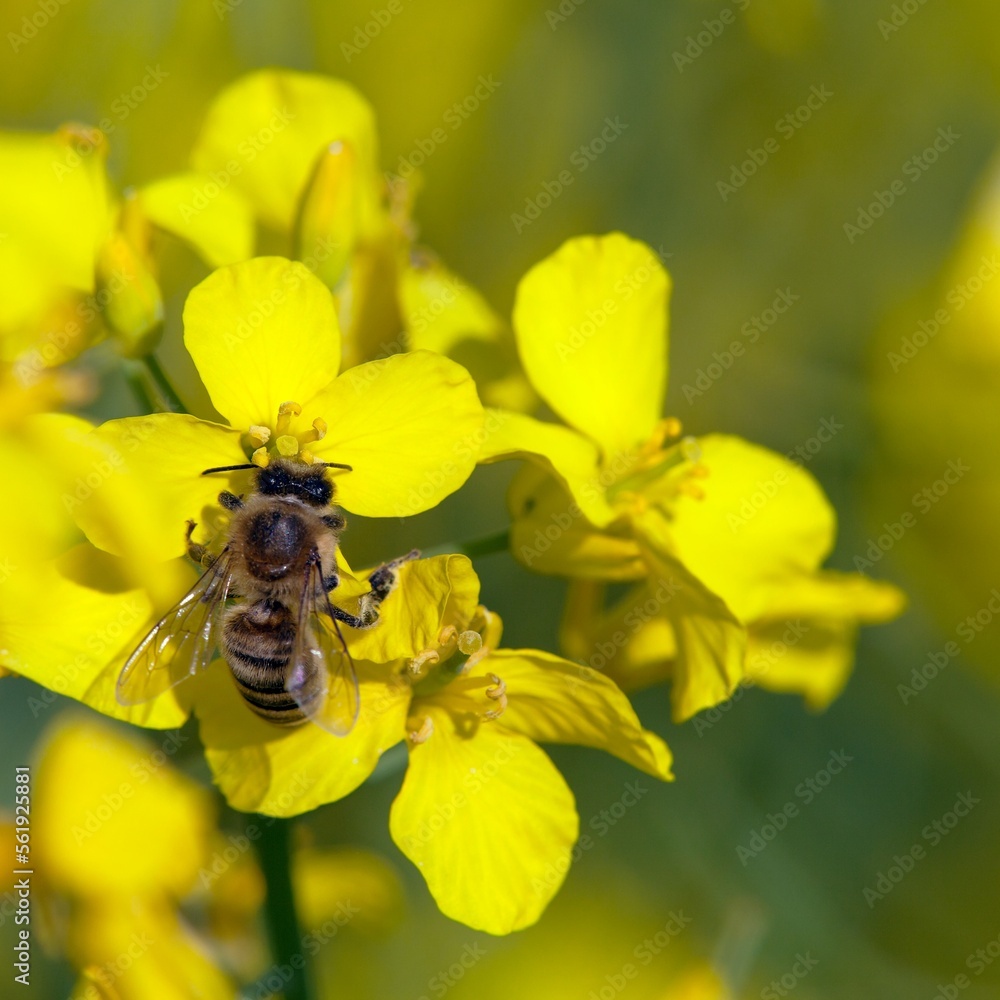 bee honeybee Apis Mellifera yellow flower rapeseed bee honeybee Apis Mellifera yellow flower rapeseed