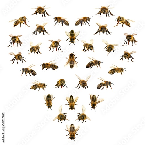 heart from bees, set of bee or honeybee Apis Mellifera © Daniel Prudek