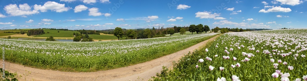 flowering opium poppy field in Latin papaver somniferum flowering opium poppy field in Latin papaver somniferum