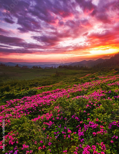 blossoming pink rhododendron flowers, amazing panoramic nature scenery