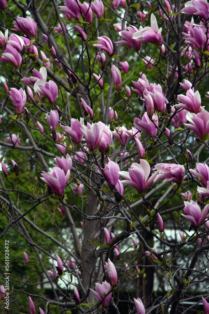 Blooming magnolia tree in a spring garden.
