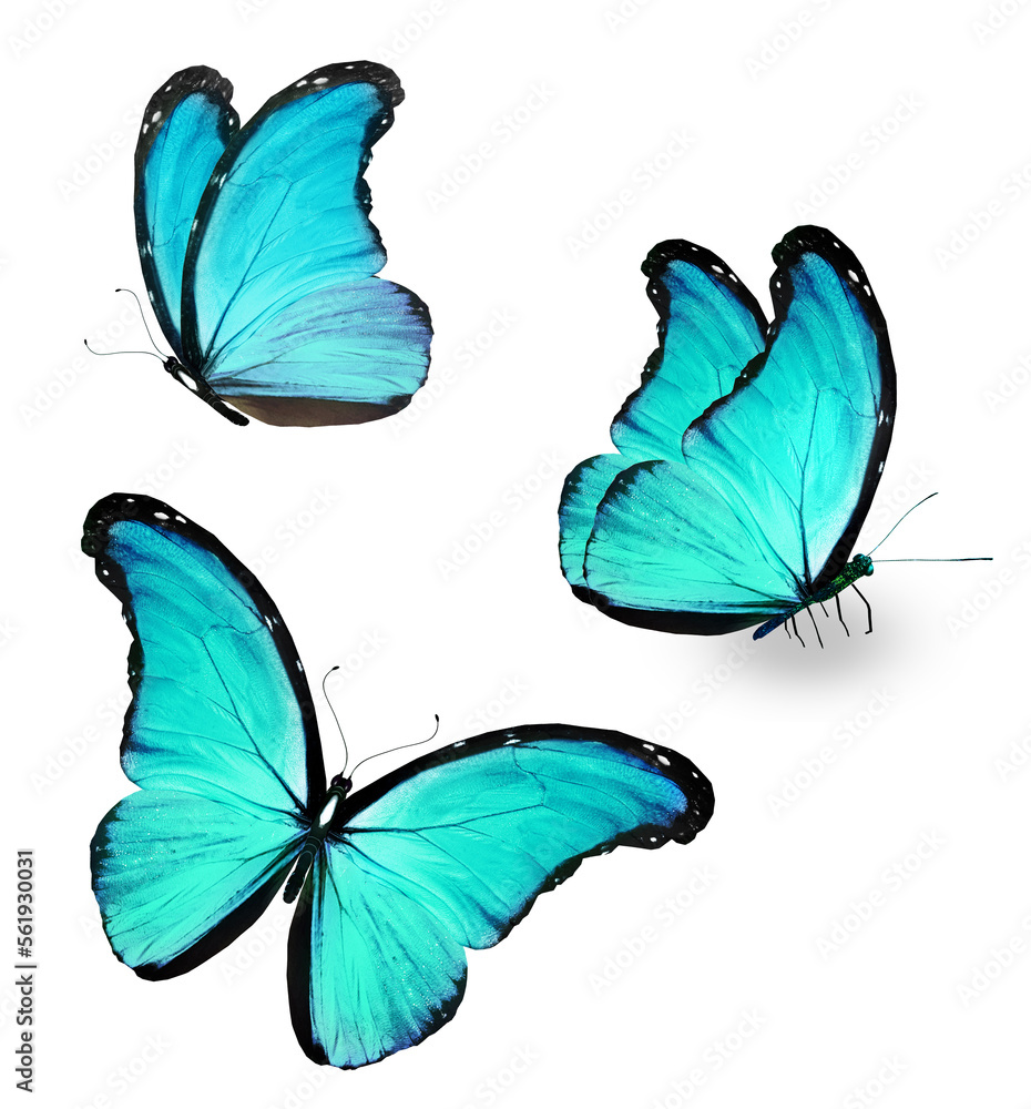 Obraz premium Three color Morpho butterfly, isolated on the white background