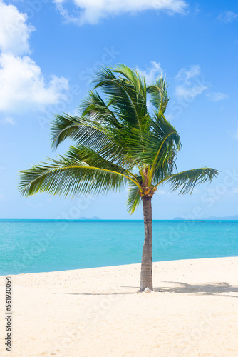 Vertical seascape. A palm tree on the shore of the blue sea and white sand on the beach