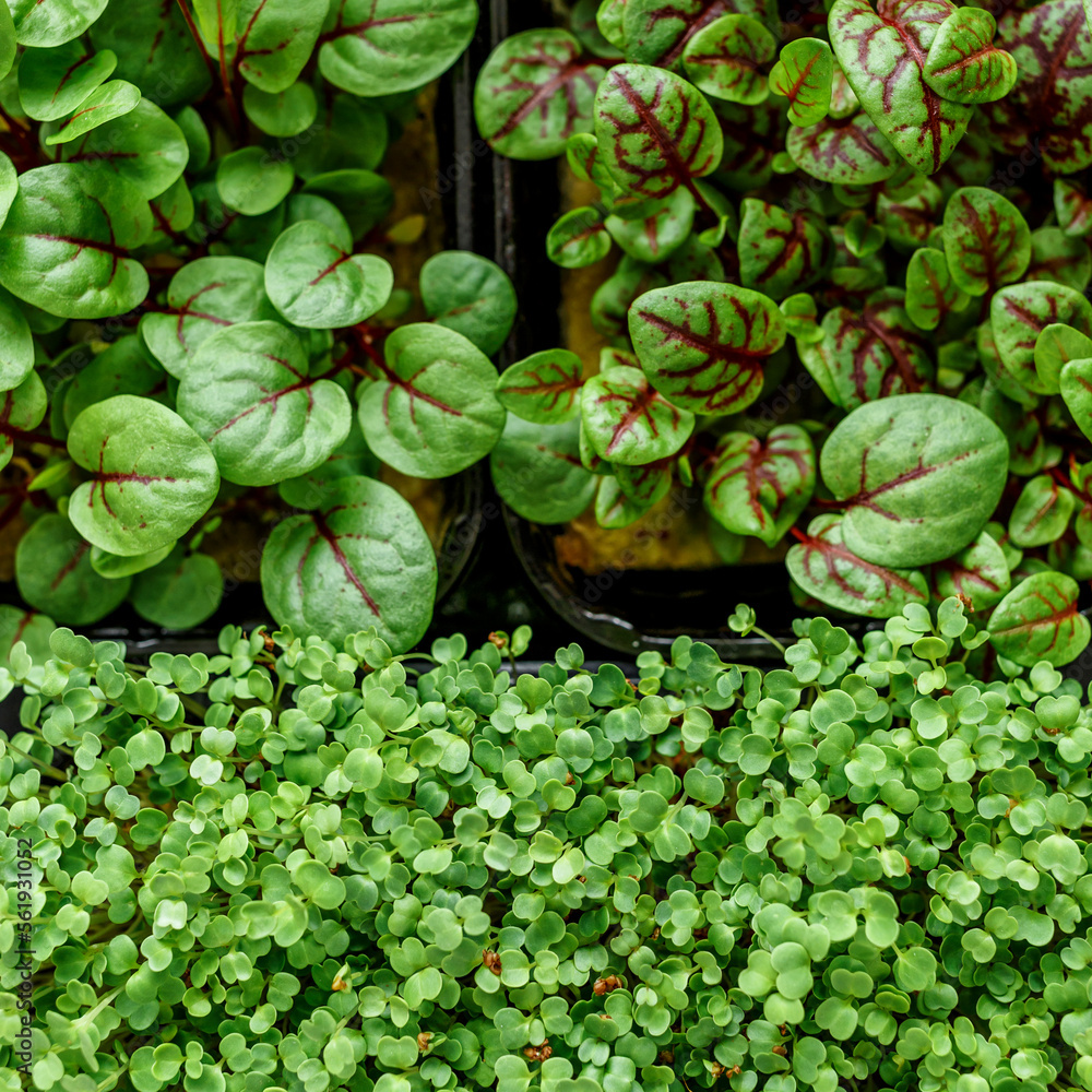 The microgreen in plastic trays.Different microgreens on black slate table, flat lay. Sprouting Microgreens on the Hemp Biodegradable Mats.Germination of seeds at home. Vegan and healthy food concept. The microgreen in plastic trays.Different microgreens on black slate table, flat lay. Sprouting Microgreens on the Hemp Biodegradable Mats.Germination of seeds at home. Vegan and healthy food concept.