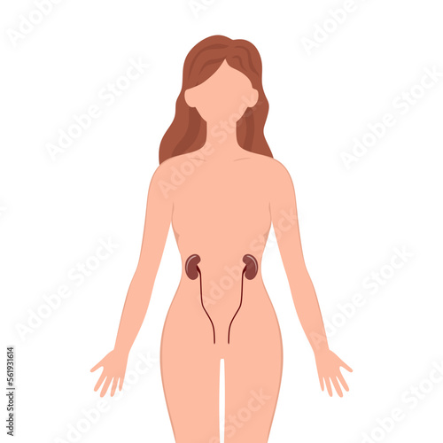Kidneys organ with human silhouette. Female silhouette with Kidneys isolated on white background. Anatomy, medicine concept. vector illustration