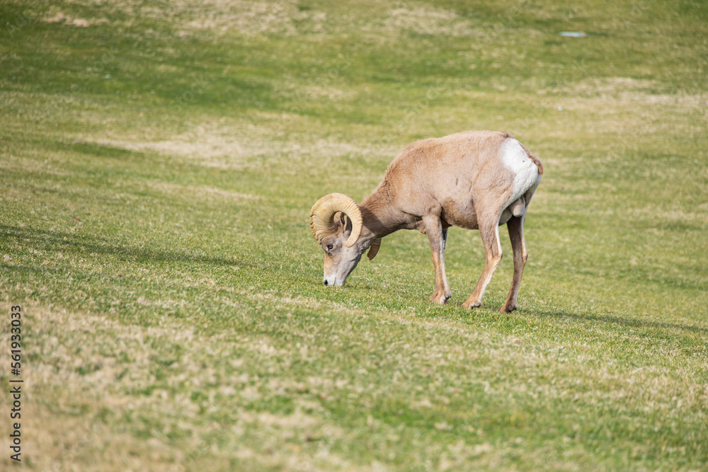 Bighorn sheep grazing on grass