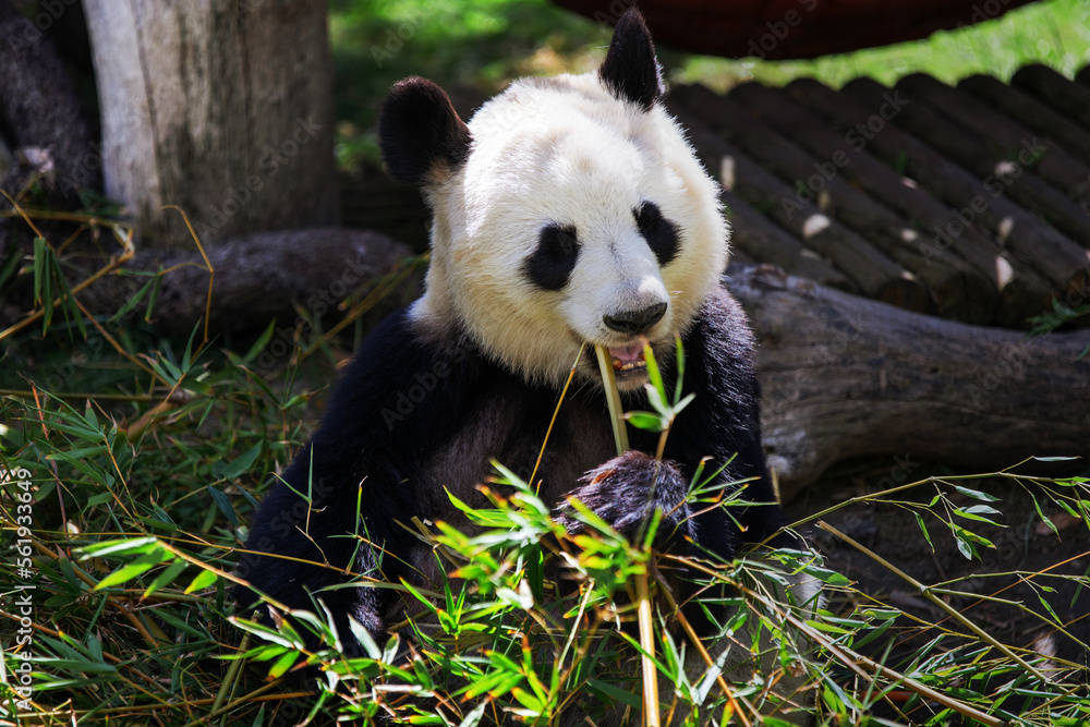 Fototapeta premium Panda bear eating bamboo at the zoo