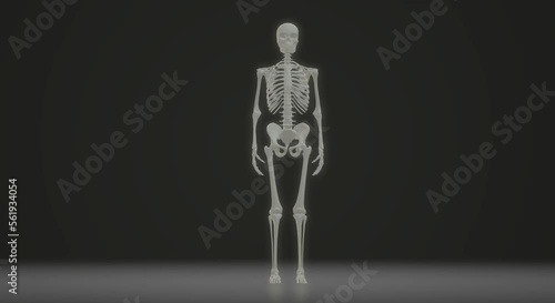 x ray of human skeleton