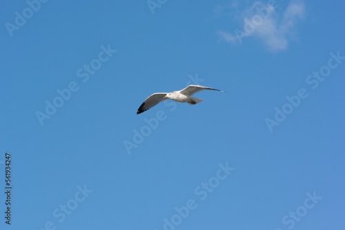 A ring-Billed Gull Flying In A Blue Sky