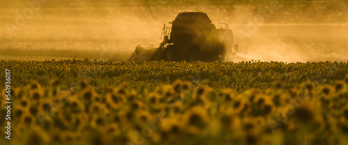 COMBINE HARVESTER - Agricultural machine works in the field photo