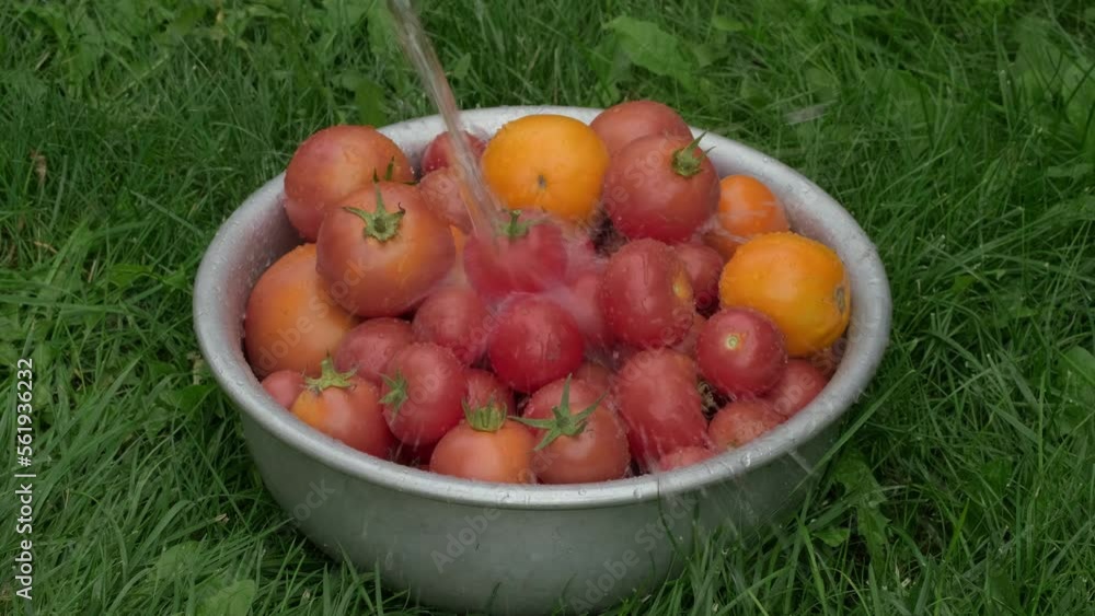 Woman keeps tomatoes vegetables in bowl in hands. Pouring water to pile of fresh tomato in slow motion outdoors in summer day. Wash vegetables. Rinsing organic tomato under running water. Ecology Conc Woman keeps tomatoes vegetables in bowl in hands. Pouring water to pile of fresh tomato in slow motion outdoors in summer day. Wash vegetables. Rinsing organic tomato under running water. Ecology Conc