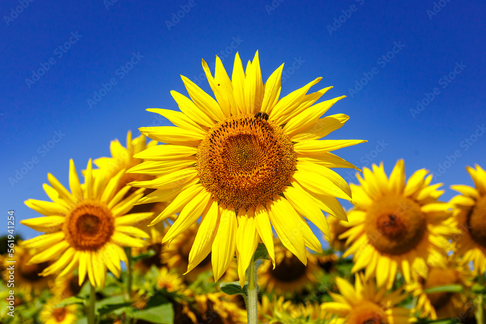 Agricultural field with yellow sunflowers against the sky with clouds.Sunflower field.Gold sunset. Sunflower closeup.Agrarian industry. Photo of cultivation land.flowers image Agricultural field with yellow sunflowers against the sky with clouds.Sunflower field.Gold sunset. Sunflower closeup.Agrarian industry. Photo of cultivation land.flowers image