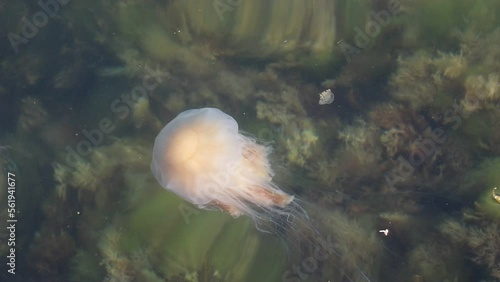 Stinging jellyfish in the Kattegat, Gothenburg Sweden