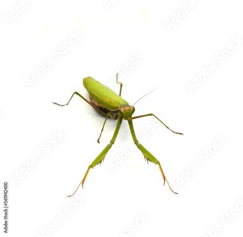 Praying mantis (Mantis religiosa) isolated on white © Sanja