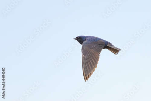 Male Purple Martin swallow bird in flight closeup