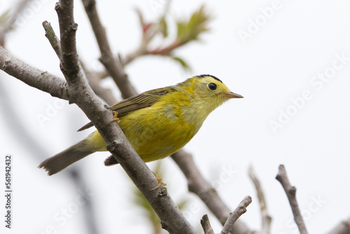 Male Wilson's Warbler on sumac tree branch