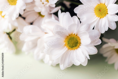 White chrysanthemum flowers on light green background. Closeup, copy space
