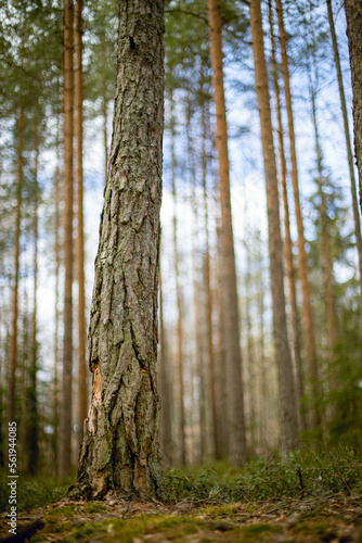 Selected focus on a pine tree trunk in a forest.